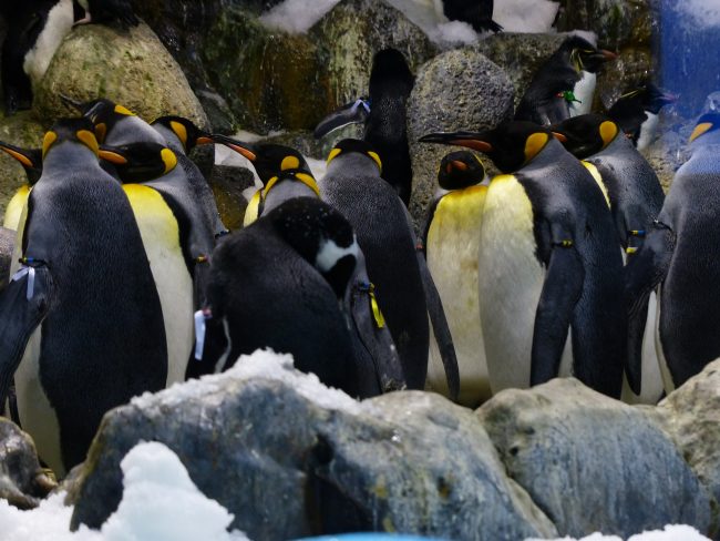 King
penguins in group