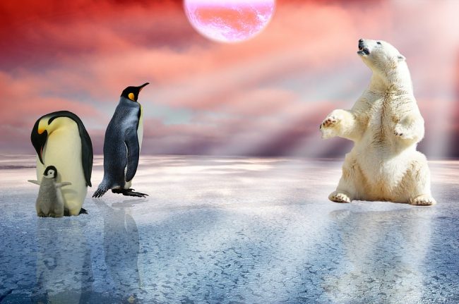 A beautiful but a false picture as both penguins and polar bear being in
the same icy place