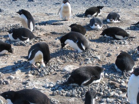 A group of Adelie
penguins