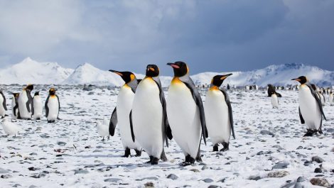 A small group of
penguins