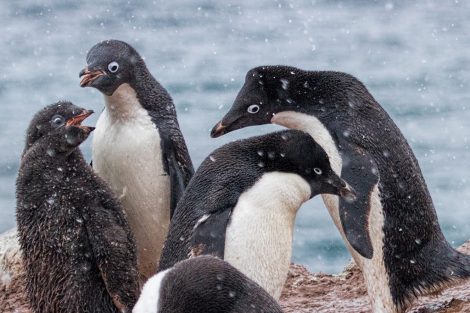 Adelie
penguin group