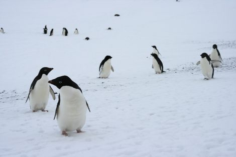 Adelie
penguins