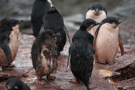 Adelie penguins and
chick