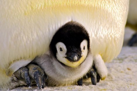 Adult
emperor penguin incubating the chick
