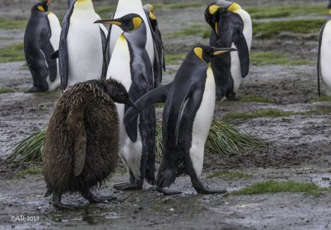 Adult
king penguin with its molting chick
