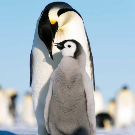 Adult penguin and
chick