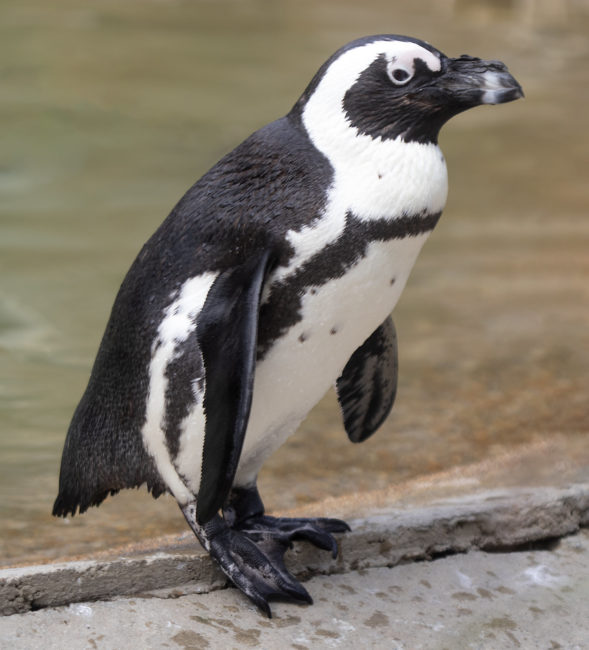  African
      Penguin