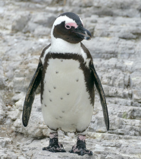 African
Penguins