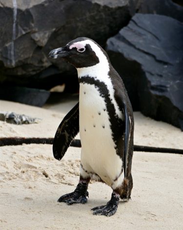 African
      penguin