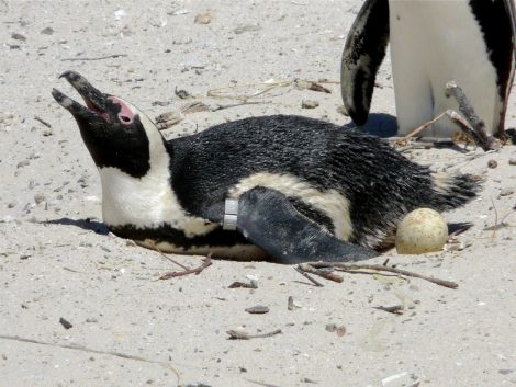 African penguin
laying an egg