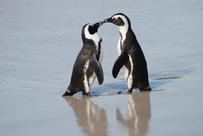 African
penguins