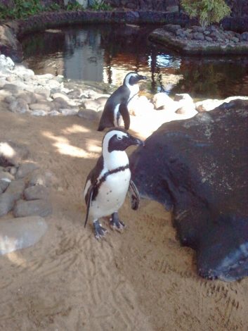 African
      penguins in Kaanapali Beach, Maui