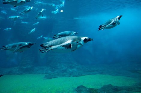African penguins
while hunting