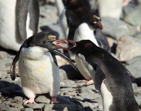 Angry
Macaroni penguins