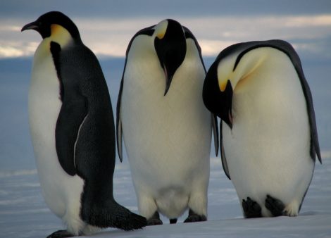 Emperor
Penguins
