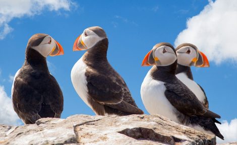 Atlantic puffins on
a clifftop