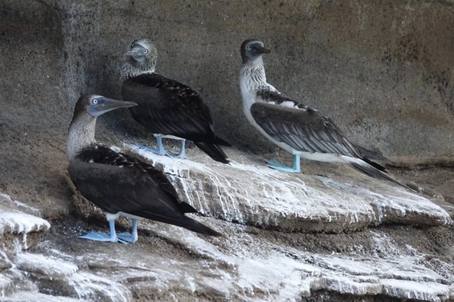 Blue-footed
Boobies