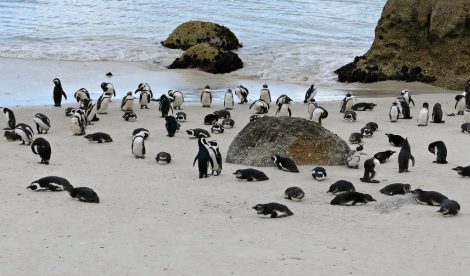 Boulders
beach colony