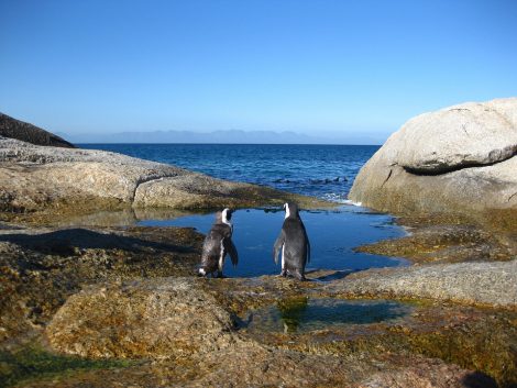 Cape
      of good hope Penguins