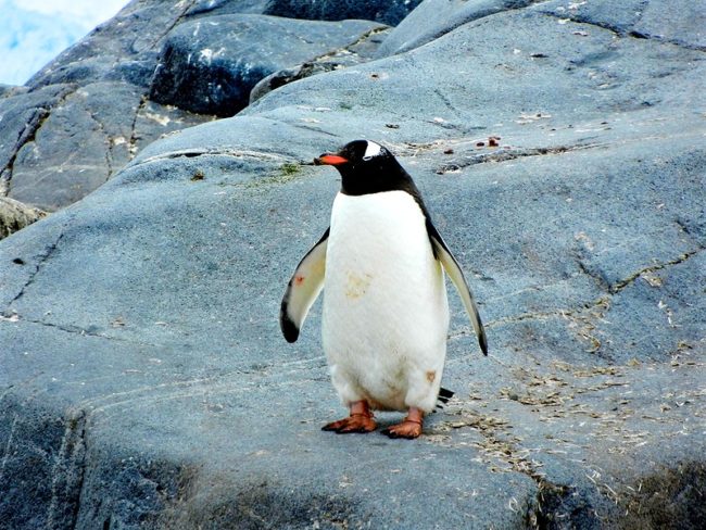 Penguin
standing on rock.