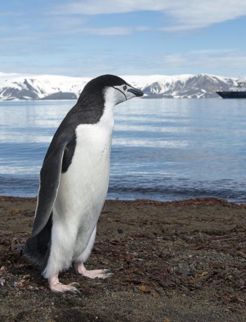 Chinstrap
Penguins