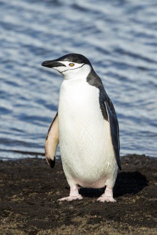 Chinstrap
Penguins