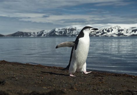 Chinstrap
penguin