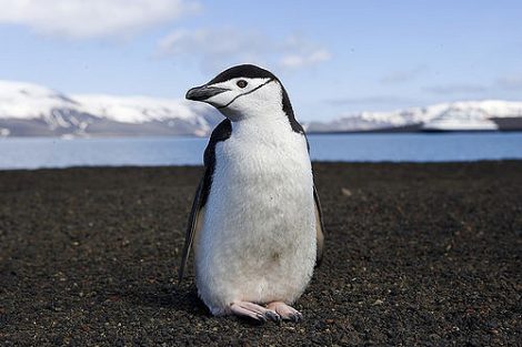 Chinstrap
penguin