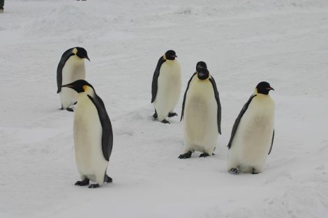 Cuddly
      emperor penguins in Antarctica