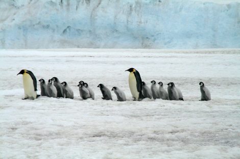 Dead
Penguins Often Get Eaten by Predators