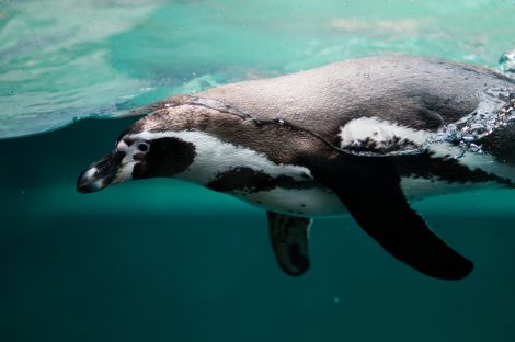 Dead
Penguins Sink to the Bottom of the Ocean