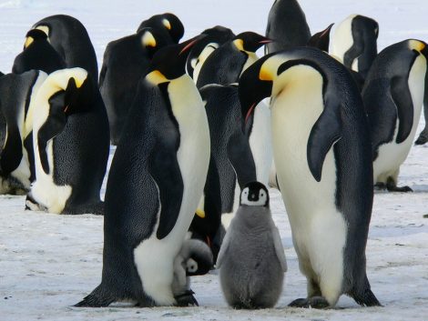 Emperor
Penguin baby