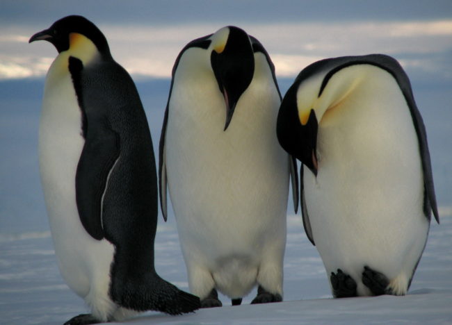 Emperor
Penguin