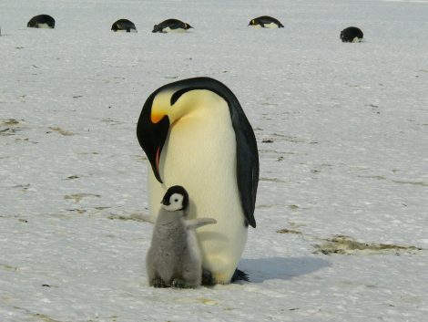 Emperor
penguin and chick