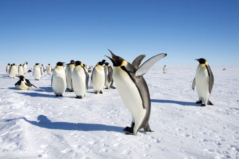Emperor penguin
colony