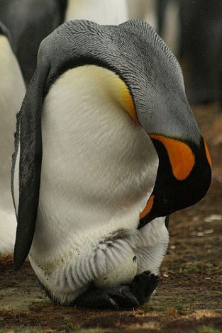 Emperor penguin with
the egg