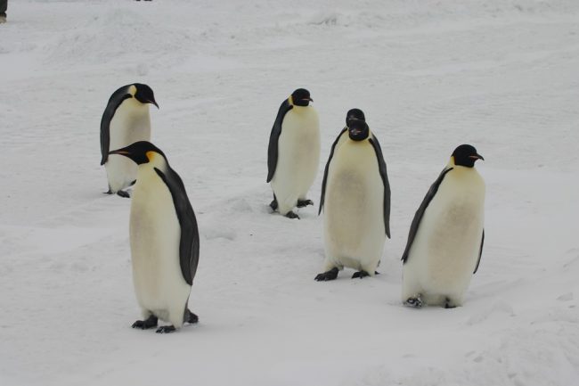 Emperor
penguins
