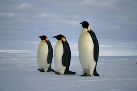 Emperor
penguins