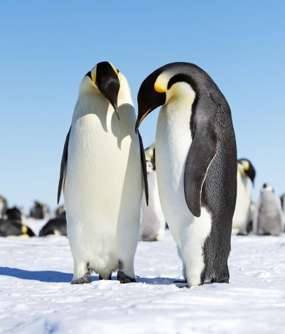 Emperor
penguins