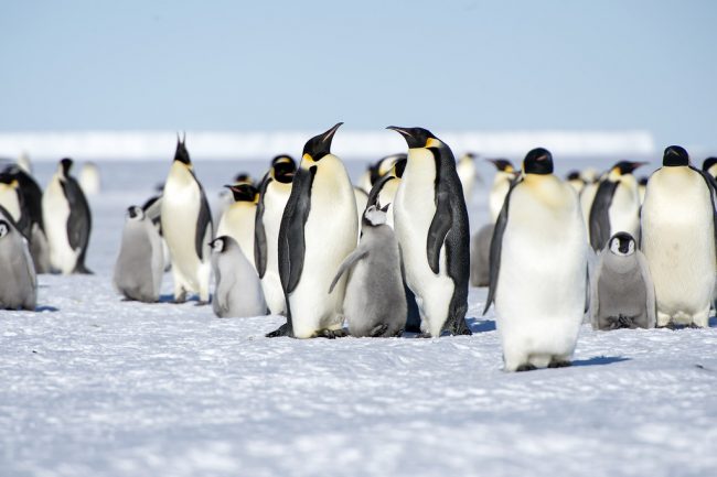 Emperor
penguins