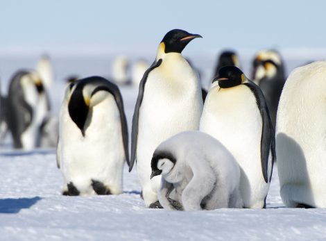 Emperor penguins and
      a chick