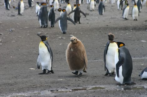 Emperor penguins and
chick