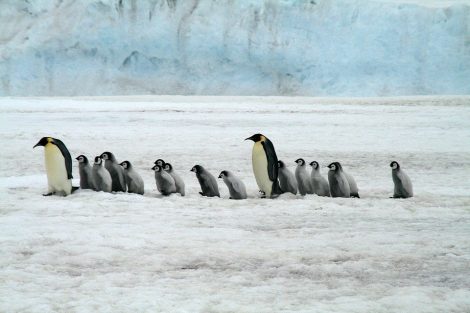Emperor penguins and
chicks