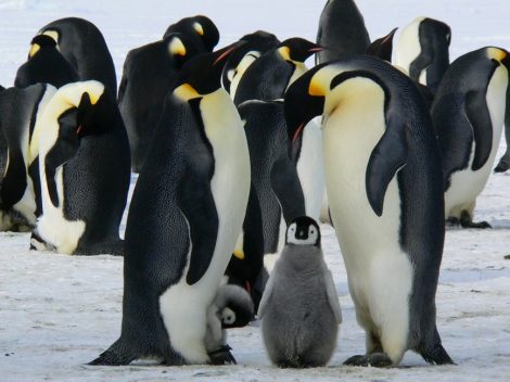 Emperor
penguins huddling together