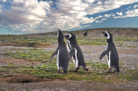 Fairy Penguins with less body mass and height