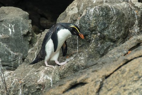 Fiordland
Crested Penguins