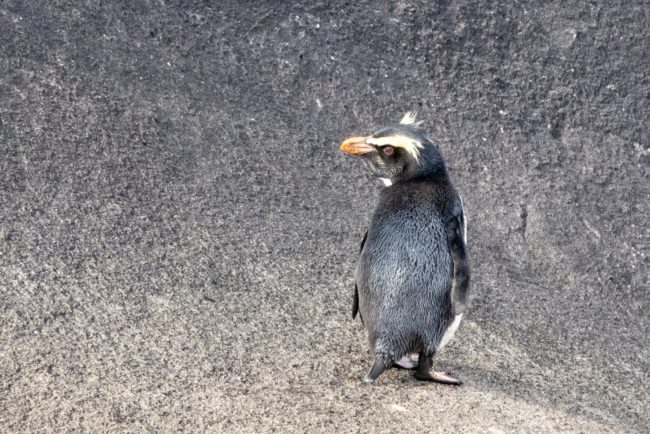 Fiordland
Penguins