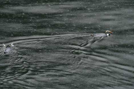 Fiordland-crested
penguins