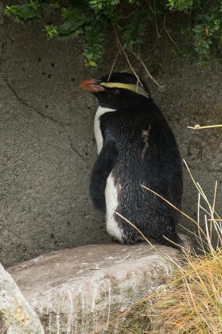 Fiordland
penguin