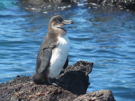 Galapagos
Penguin